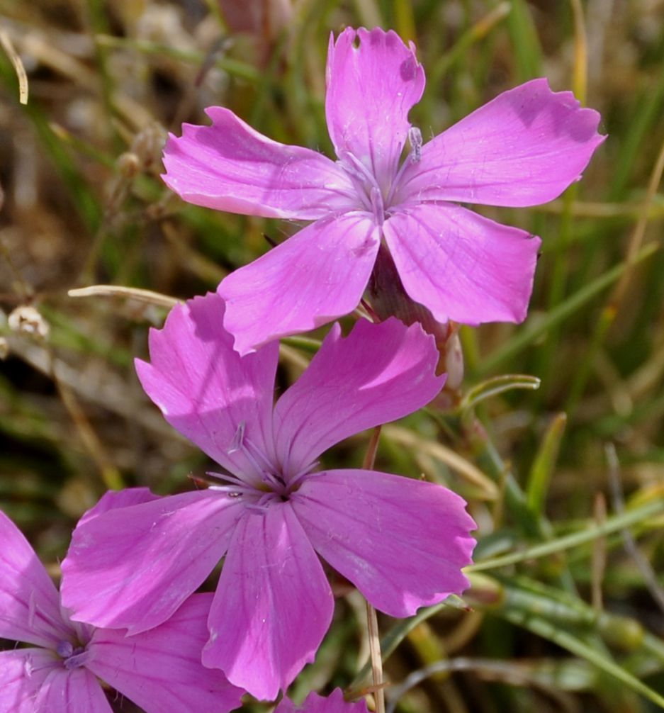 Изображение особи Dianthus haematocalyx.