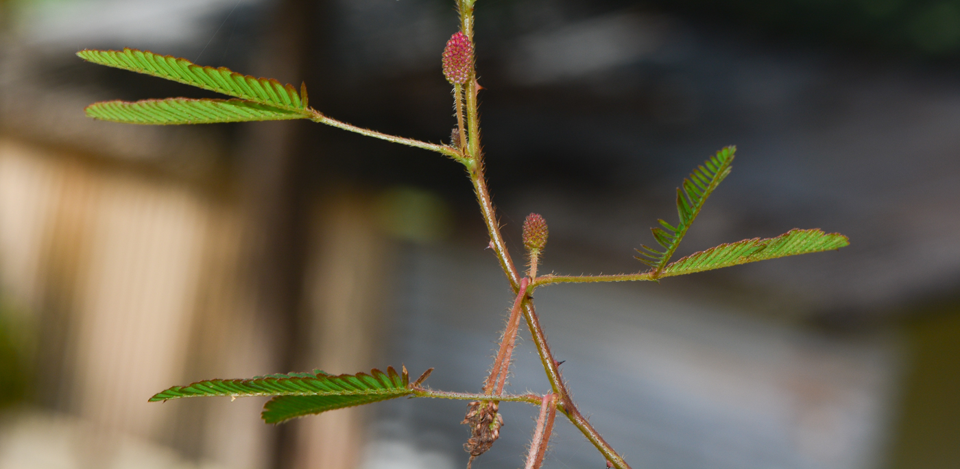 Изображение особи Mimosa pudica.