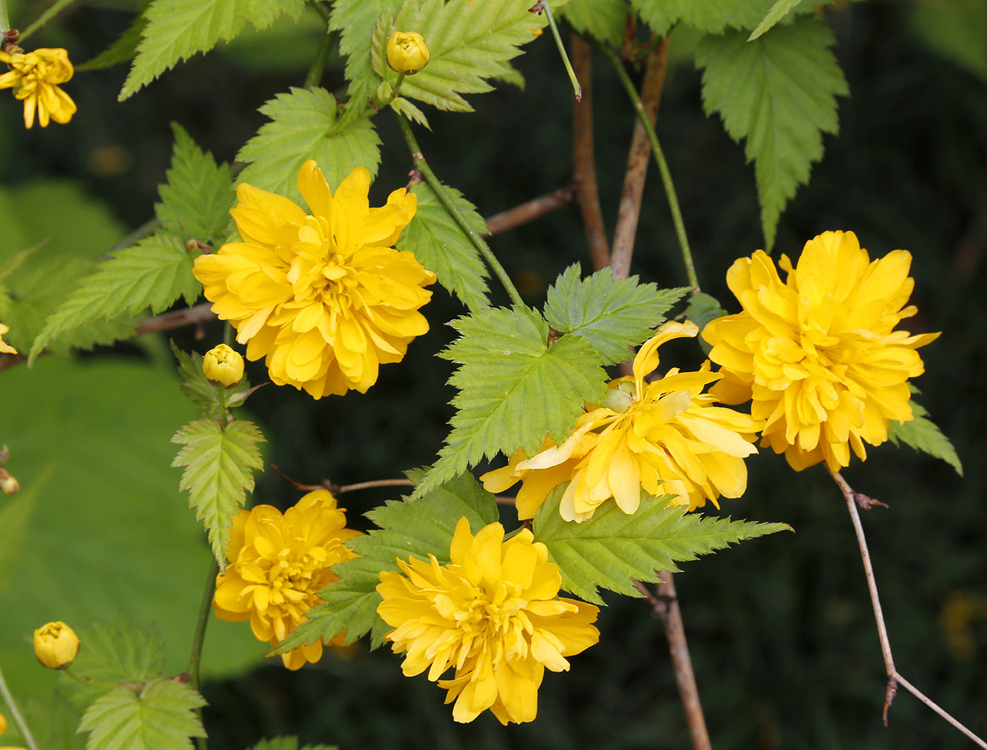 Изображение особи Kerria japonica var. pleniflora.