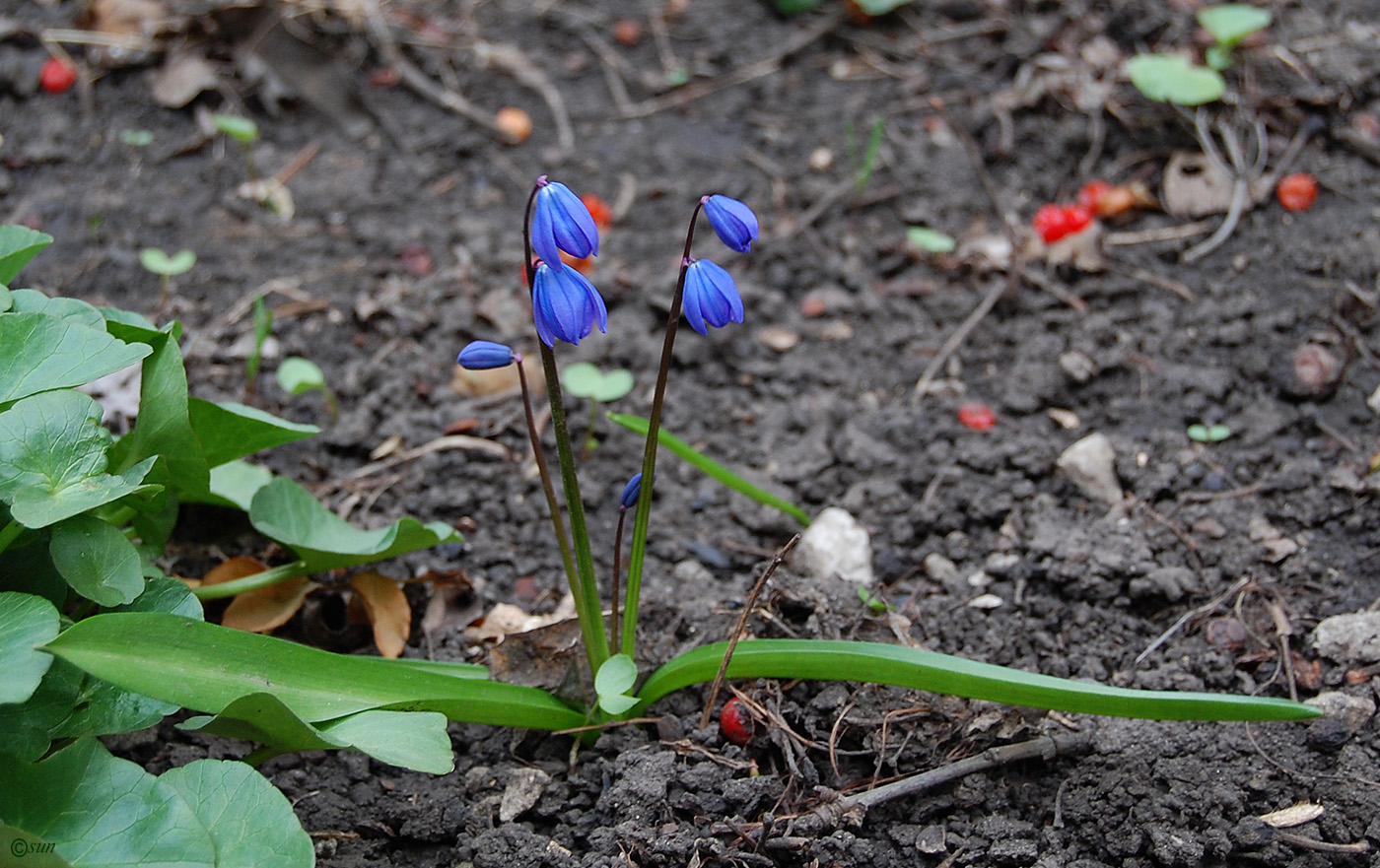 Изображение особи Scilla siberica.