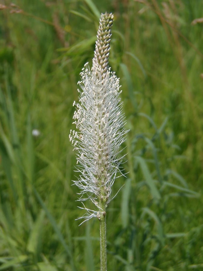 Изображение особи Plantago urvillei.