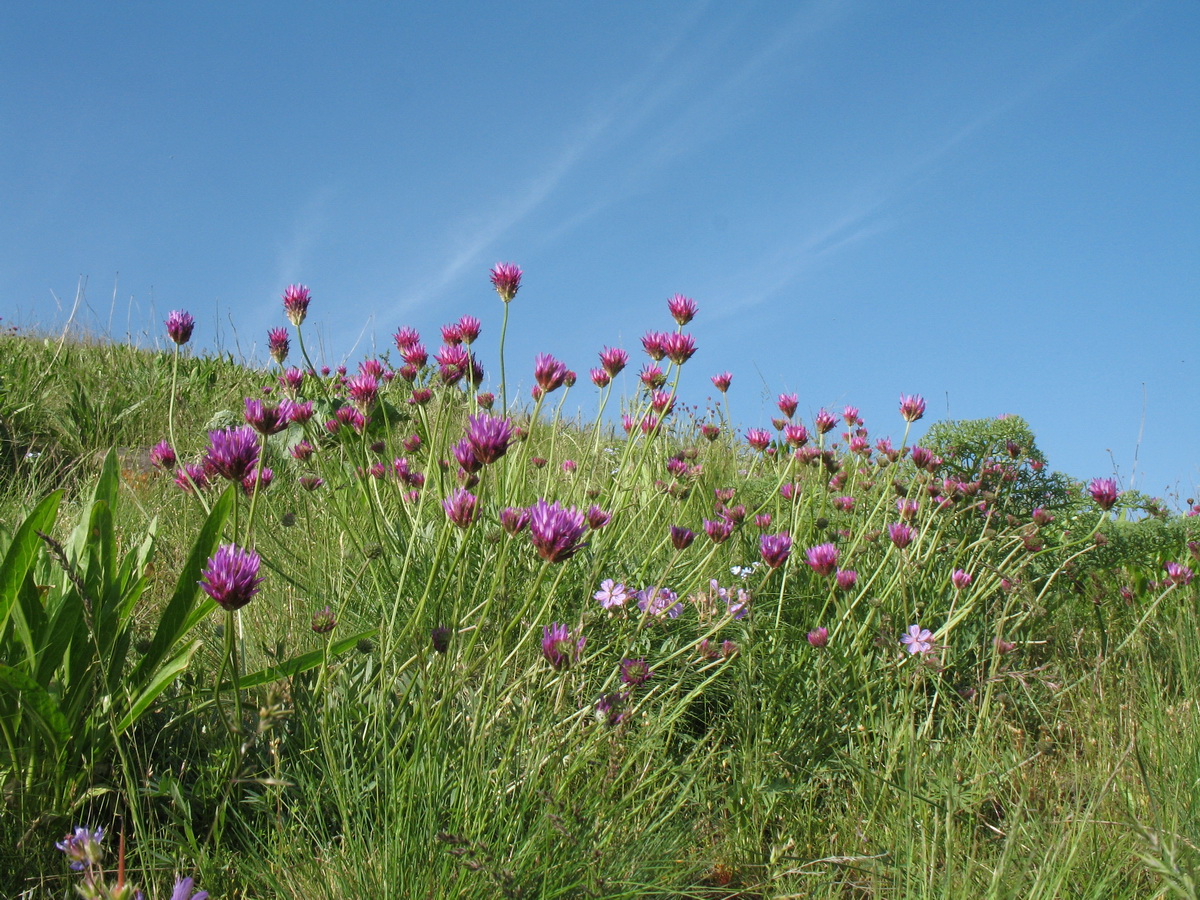 Изображение особи Astragalus stenanthus.