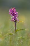 Dactylorhiza euxina