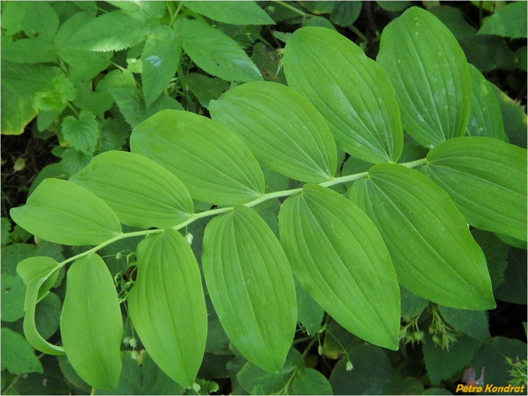 Image of Polygonatum multiflorum specimen.