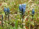 Gentiana glauca