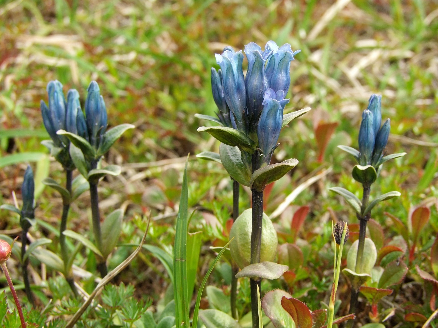 Image of Gentiana glauca specimen.