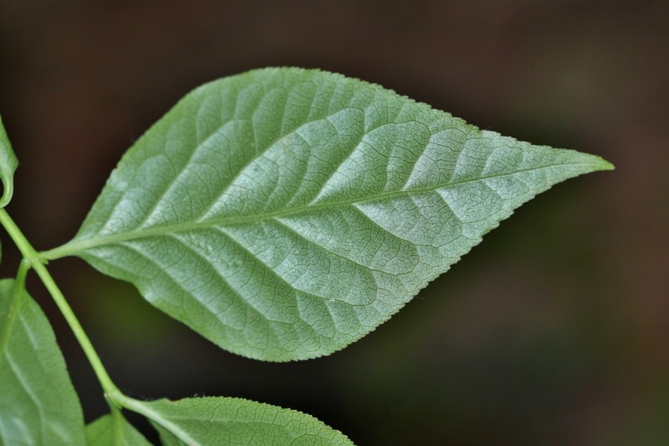 Изображение особи Euonymus maximowiczianus.