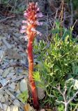 Orobanche grenieri