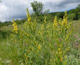 Genista patula
