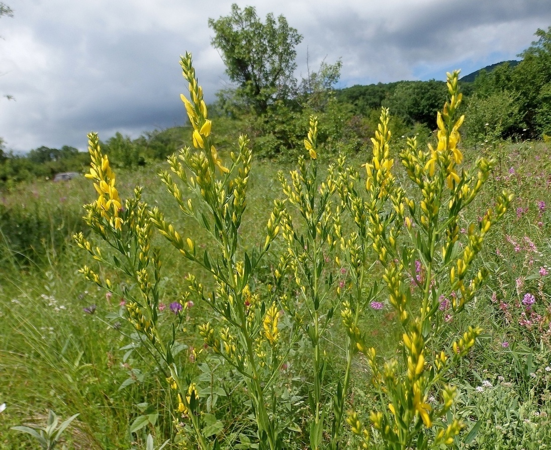 Изображение особи Genista patula.