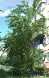 Morus alba