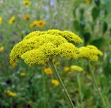 Achillea filipendulina. Соцветия. Украина, г. Луганск, ул. Братьев Палкиных, в озеленении. 26.06.2017.