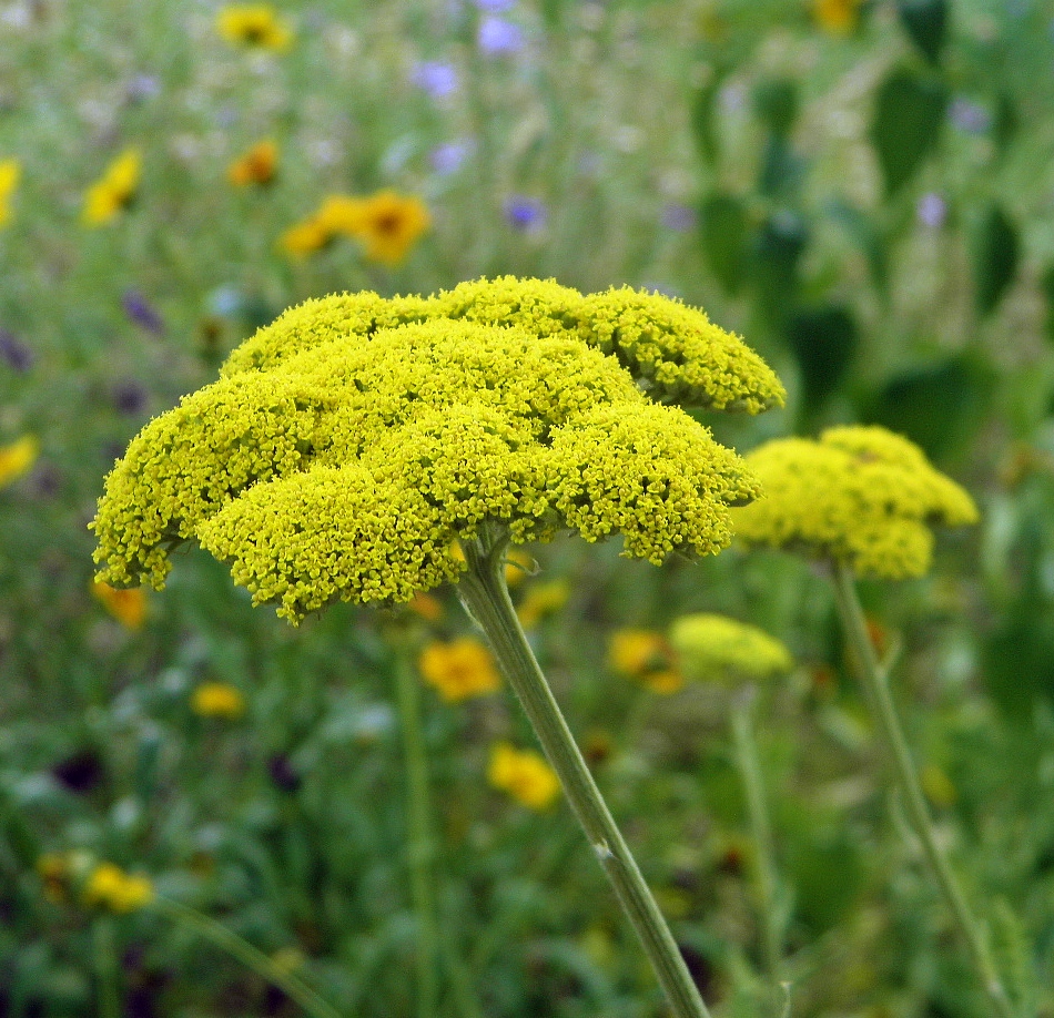 Изображение особи Achillea filipendulina.