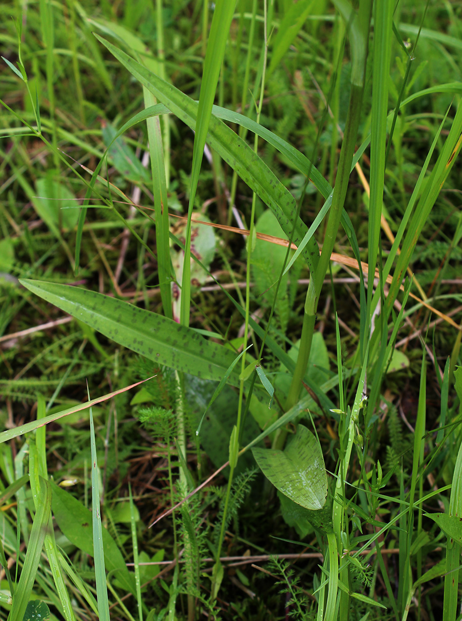 Image of Dactylorhiza fuchsii specimen.