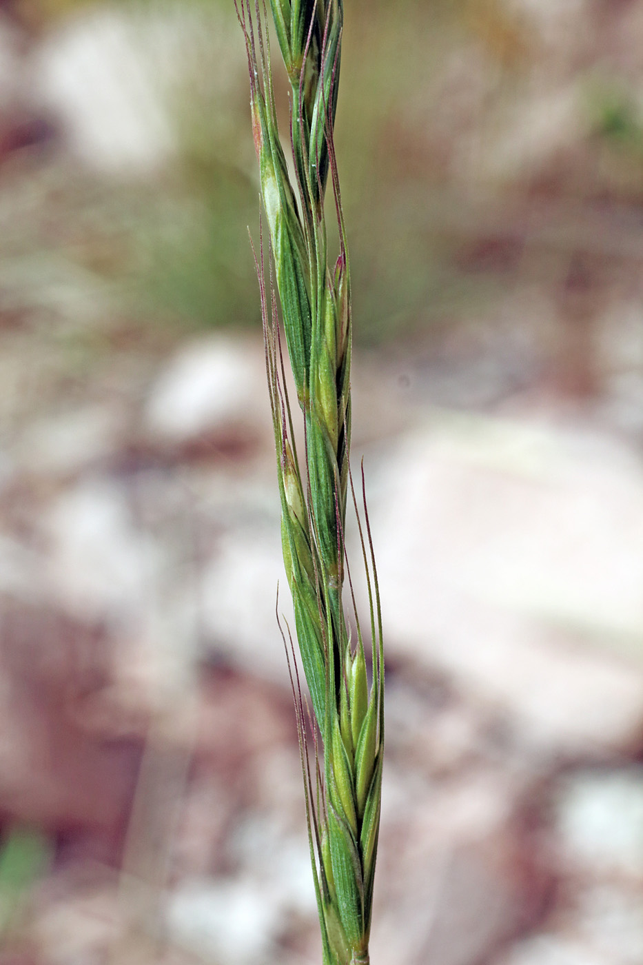 Изображение особи Elymus tianschanigenus.