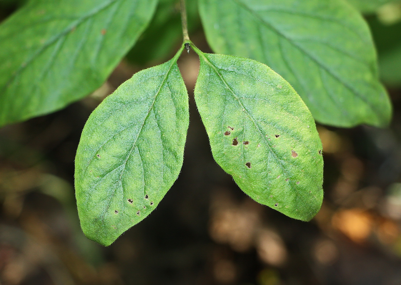 Изображение особи Lonicera xylosteum.