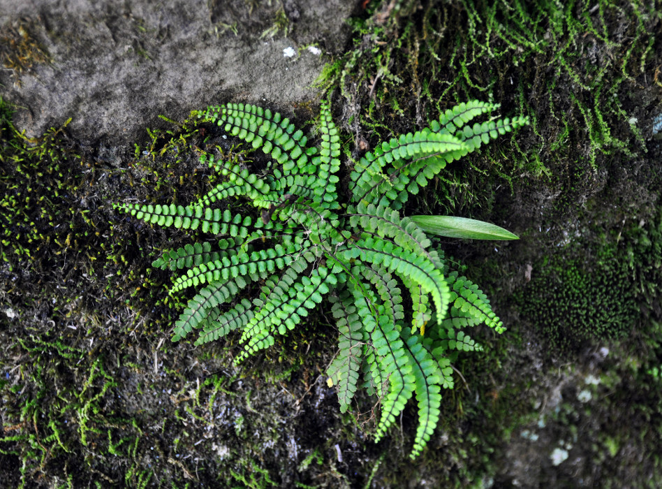 Изображение особи Asplenium trichomanes.