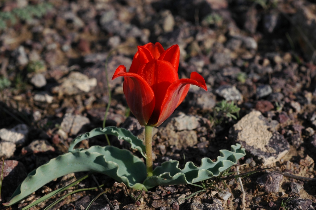 Изображение особи Tulipa alberti.