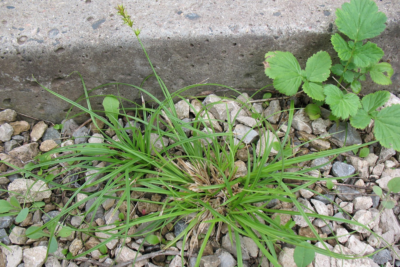 Image of Carex spicata specimen.