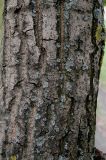 Image of taxon representative. Author is Сергей Наумов