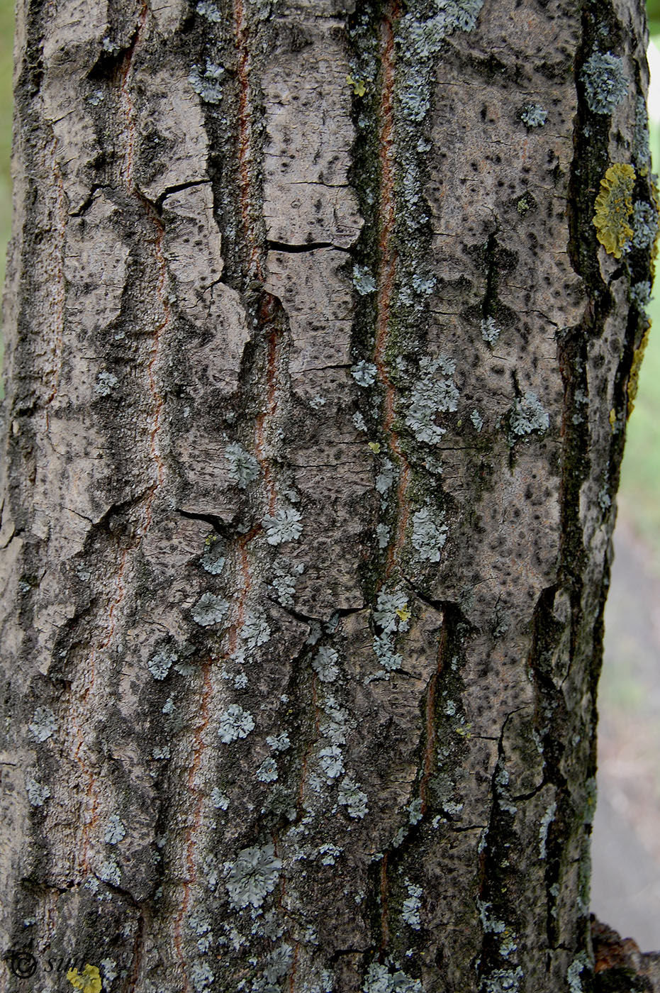 Изображение особи Populus simonii.
