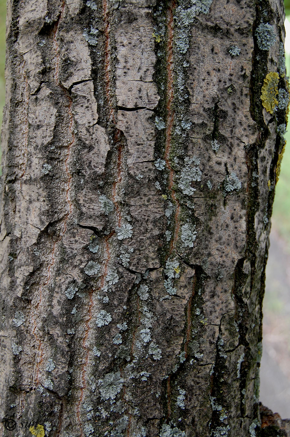 Image of Populus simonii specimen.