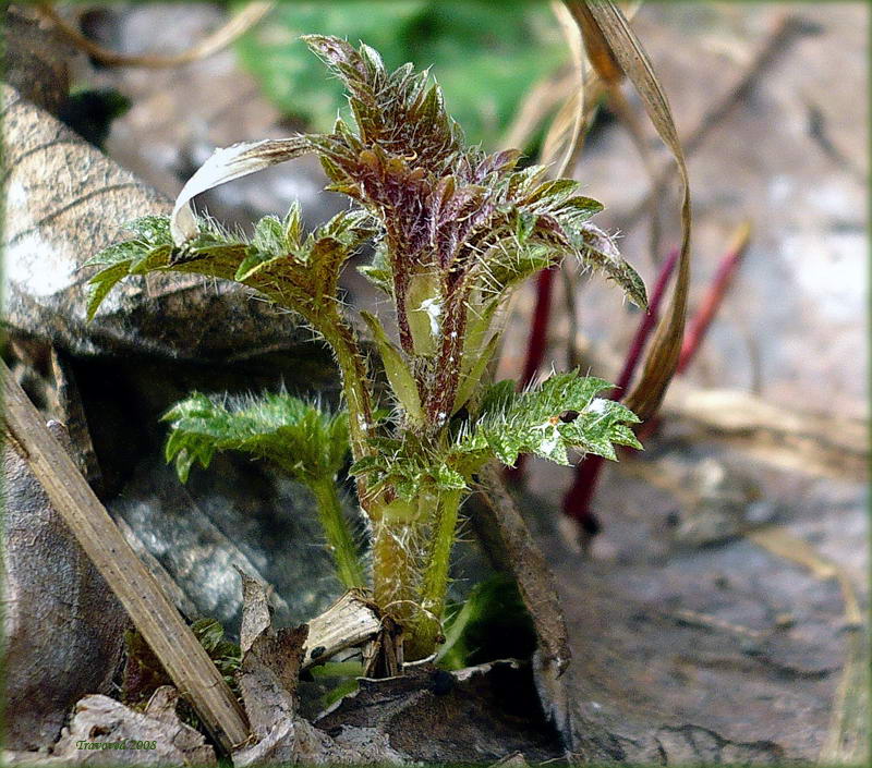 Image of Urtica dioica specimen.