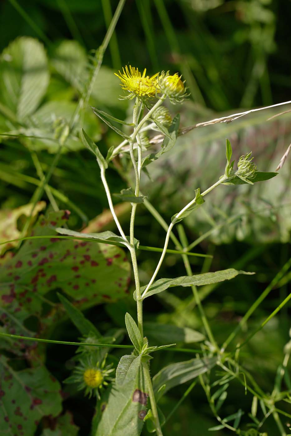 Image of Inula britannica specimen.