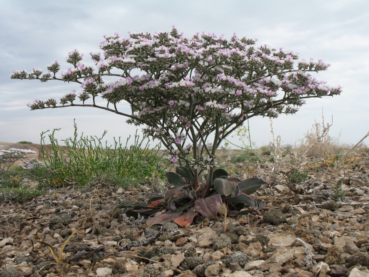 Изображение особи Goniolimon strictum.