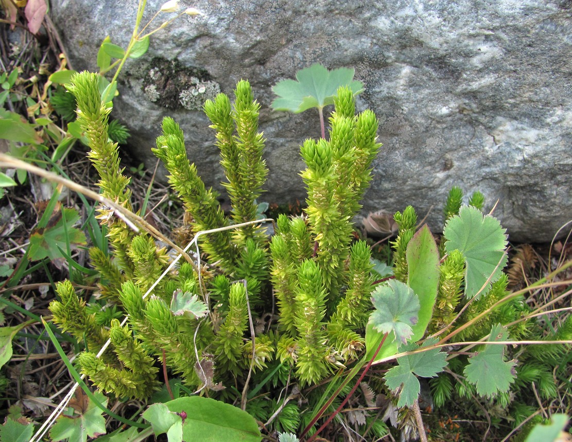 Image of Huperzia petrovii specimen.