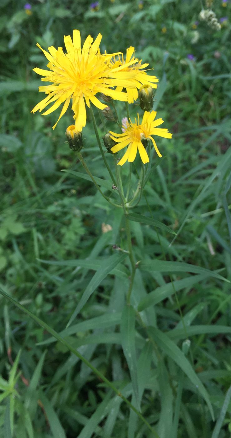 Изображение особи Hieracium umbellatum.