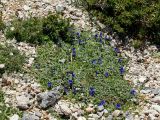 Anchusa cespitosa. Цветущее растение (в верхней части кадра цветущие экземпляры Berberis cretica). Греция, о-в Крит, ном Ханья (Νομός Χανίων), дим Сфакион (Δήμος Σφακίων), горный массив Лефка Ори (Λευκά Όρη), 1650 м н.у.м., каменистая россыпь. 21 июня 2017 г.