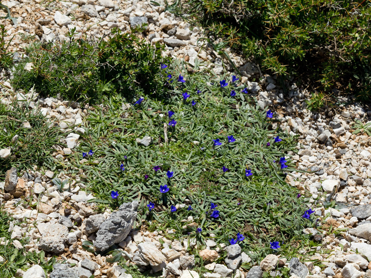 Изображение особи Anchusa cespitosa.