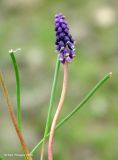 Muscari grossheimii. Цветущее растение. Азербайджан, Лерикский р-н, Зуванд, каменистый горный склон. 12.04.2010.