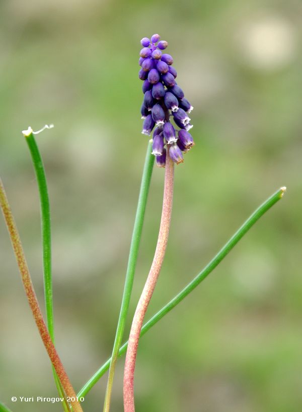 Изображение особи Muscari grossheimii.