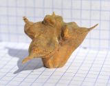 Image of taxon representative. Author is Леонид Непоменко