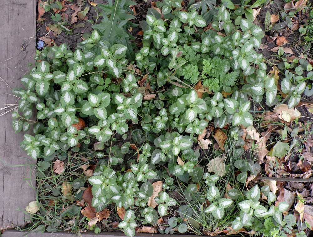 Image of Lamium maculatum specimen.