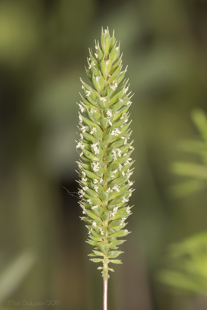 Изображение особи Phleum paniculatum.