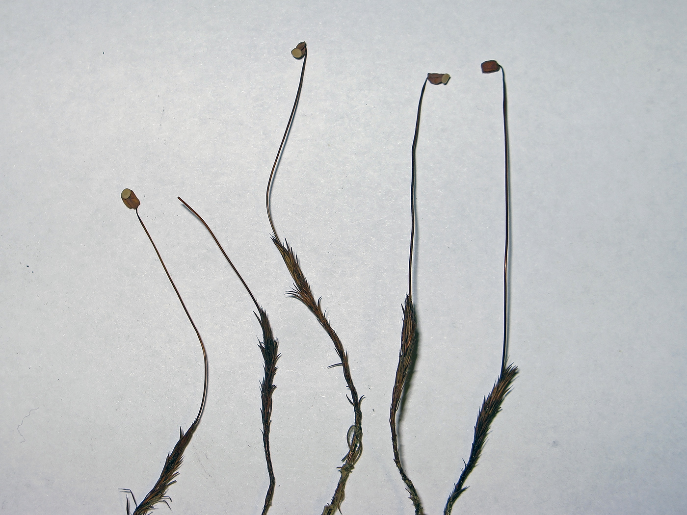 Image of Polytrichum juniperinum specimen.