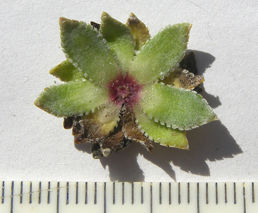 Изображение особи Saxifraga cartilaginea.
