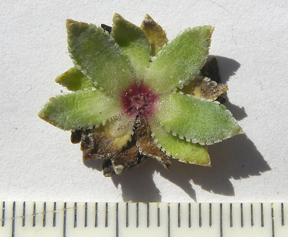 Image of Saxifraga cartilaginea specimen.