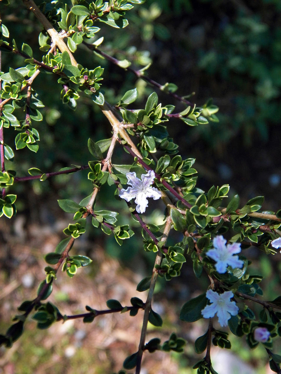 Изображение особи Serissa japonica.