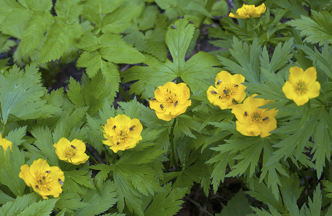 Изображение особи Trollius riederianus.