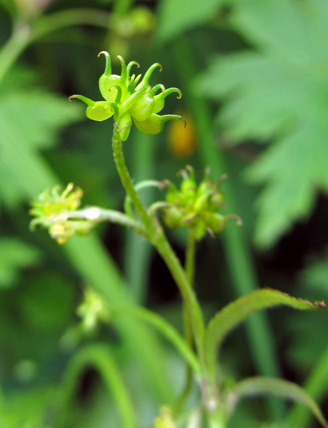 Изображение особи Ranunculus uncinatus.