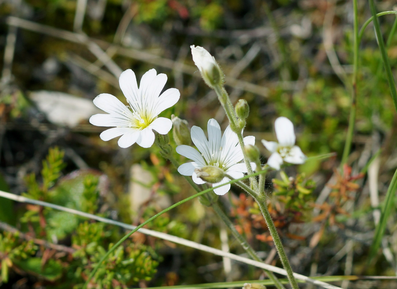 Image of Cerastium arvense specimen.