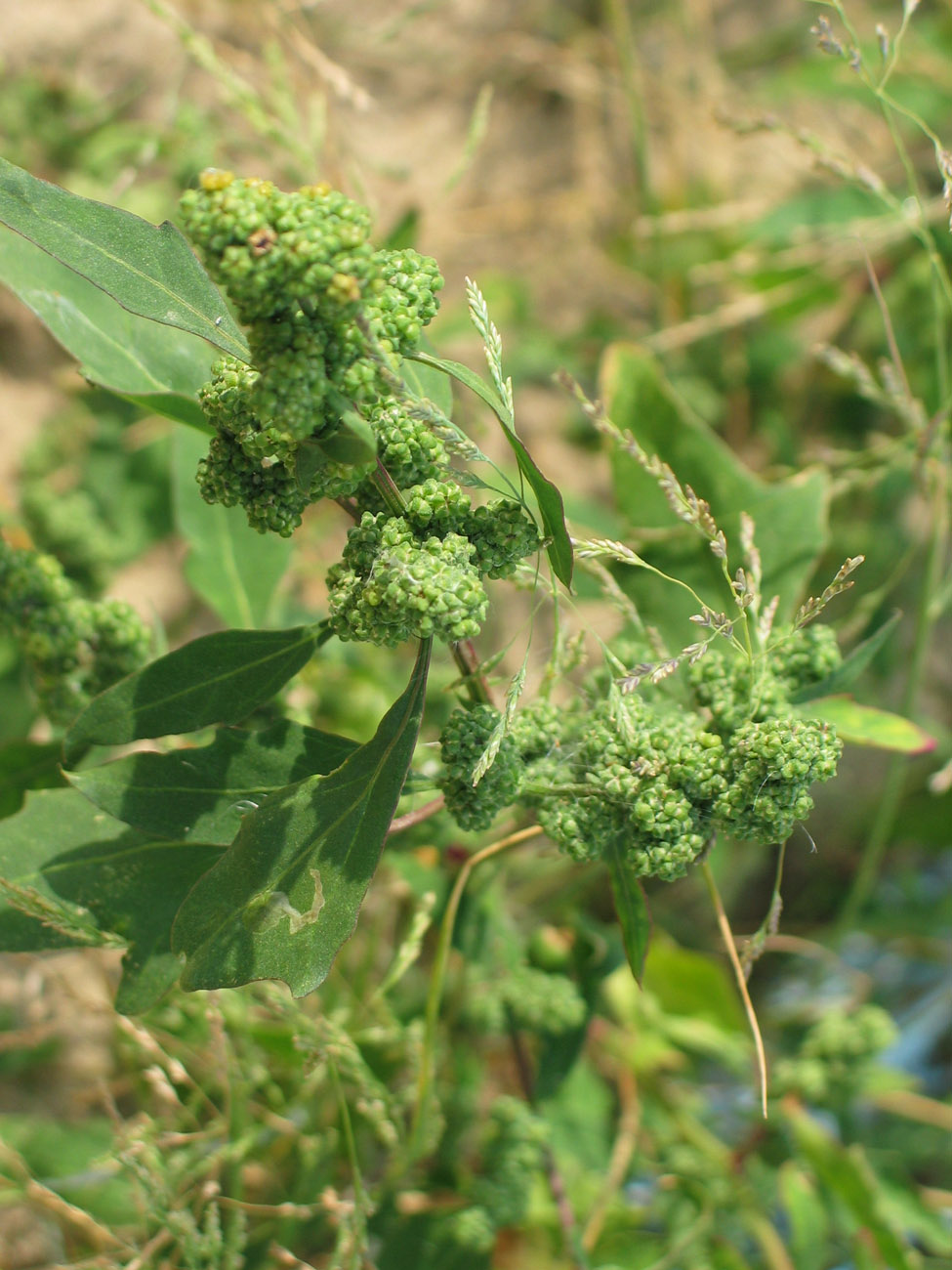 Изображение особи род Chenopodium.