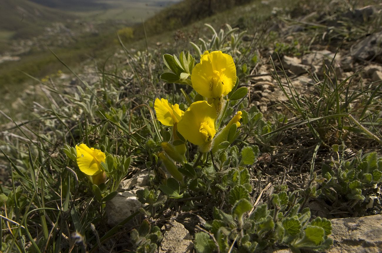 Изображение особи Chamaecytisus polytrichus.