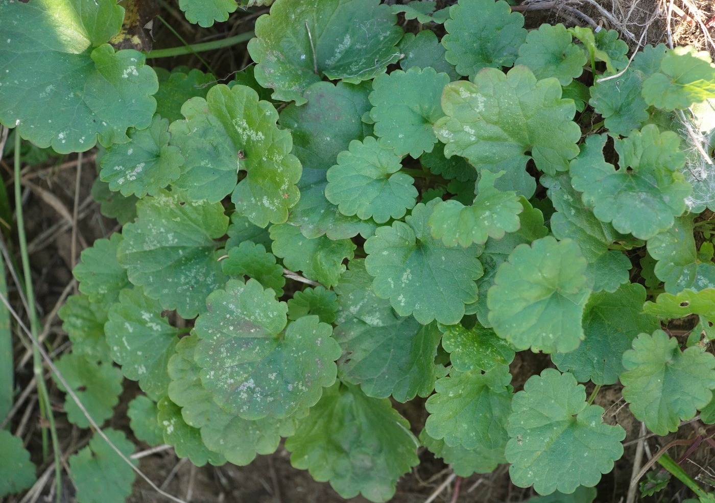 Image of Glechoma hederacea specimen.