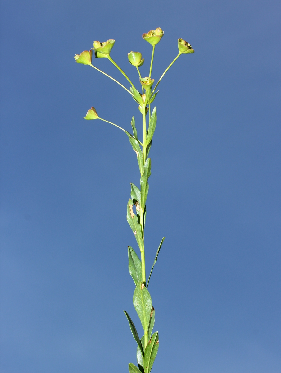 Изображение особи Euphorbia subtilis.