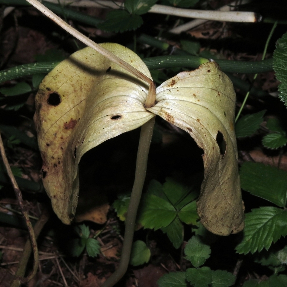 Изображение особи Listera ovata.